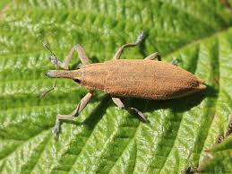 Attēlu rezultāti vaicājumam “Lixus iridis”