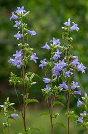 Image result for Campanula trachelium