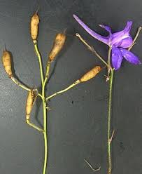 Attēlu rezultāti vaicājumam “Consolida regalis bud”