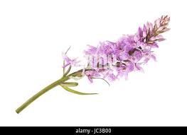 Attēlu rezultāti vaicājumam “Dactylorhiza fuchsii bud”