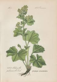 Image result for Frauenmantel