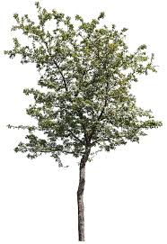 Attēlu rezultāti vaicājumam “Crataegus”