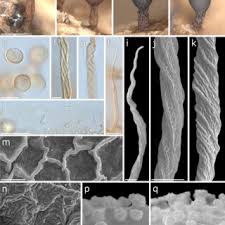 Attēlu rezultāti vaicājumam “Trichia scabra sessile”