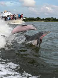 Image result for Adventure Dolphin