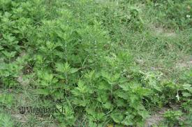 Attēlu rezultāti vaicājumam “Artemisia vulgaris bud”