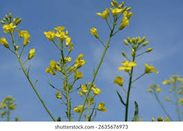 Attēlu rezultāti vaicājumam “Brassica napus flower”