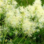Attēlu rezultāti vaicājumam “Thalictrum lucidum”