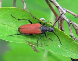 Attēlu rezultāti vaicājumam “Anastrangalia sanguinolenta”