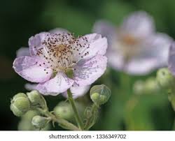 Image result for Rubus sectio