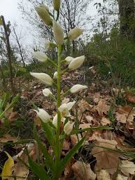 Attēlu rezultāti vaicājumam “Cephalanthera longifolia”