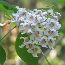 Attēlu rezultāti vaicājumam “Catalpa”