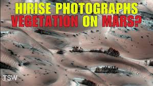 Image result for mars trees