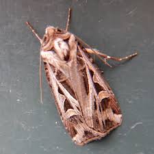 Attēlu rezultāti vaicājumam “Noctuidae”