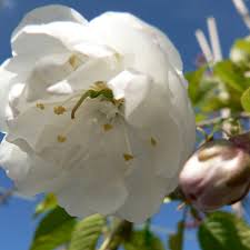 Attēlu rezultāti vaicājumam “Prunus avium flower”
