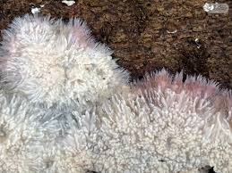 Attēlu rezultāti vaicājumam “Phlebia centrifuga”