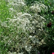 Attēlu rezultāti vaicājumam “Gypsophila paniculata leaf”