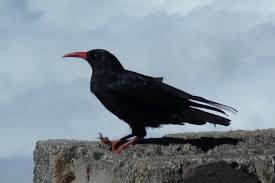 Image result for Pyrrhocorax pyrrhocorax
