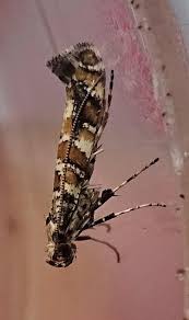 Attēlu rezultāti vaicājumam “Gracillaria syringella”