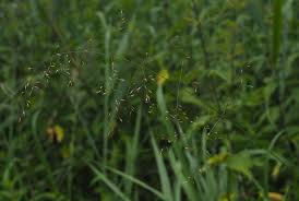 Attēlu rezultāti vaicājumam “Poa palustris”