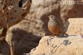 Image result for Emberiza caesia