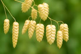 Attēlu rezultāti vaicājumam “Briza media flower”