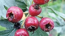 Attēlu rezultāti vaicājumam “Crataegus submollis fruit”