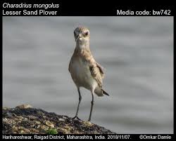 Image result for Charadrius mongolus