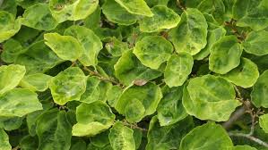 Attēlu rezultāti vaicājumam “Hamamelis virginiana”