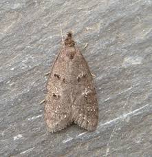 Attēlu rezultāti vaicājumam “Luquetia lobella”