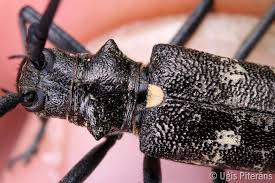 Attēlu rezultāti vaicājumam “Monochamus urussovi”