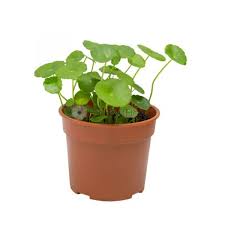 Attēlu rezultāti vaicājumam “Hydrocotyle vulgaris fruit”