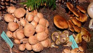 Attēlu rezultāti vaicājumam “Pholiota squarrosoides”