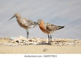 Image result for Calidris ferruginea