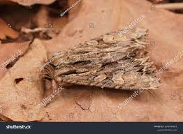 Attēlu rezultāti vaicājumam “Apamea monoglypha”