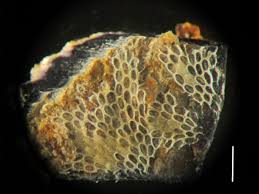 Attēlu rezultāti vaicājumam “Bryozoa”