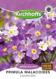 Image result for Primula malacoides