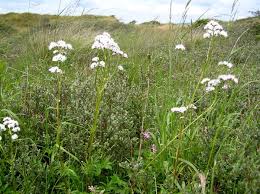 Attēlu rezultāti vaicājumam “Valeriana officinalis leaf”