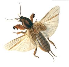 Attēlu rezultāti vaicājumam “Gryllotalpa gryllotalpa”