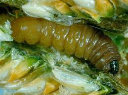 Attēlu rezultāti vaicājumam “Proutia betulina larva”