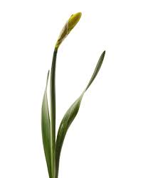 Attēlu rezultāti vaicājumam “Narcissus bud”