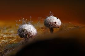 Attēlu rezultāti vaicājumam “Physarum, Nannengaella sp.”