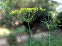 Attēlu rezultāti vaicājumam “Anethum graveolens flower”