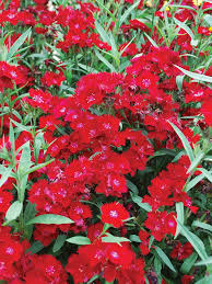 Image result for Dianthus barbatus