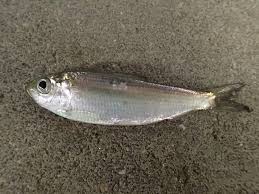 Image result for Alosa aestivalis