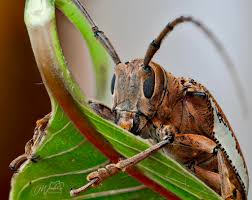 Attēlu rezultāti vaicājumam “Cerambycidae”