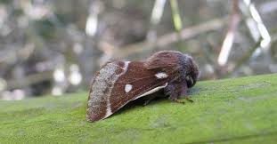 Attēlu rezultāti vaicājumam “Eriogaster lanestris”