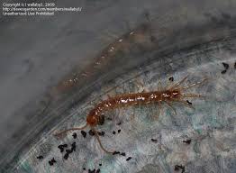 Attēlu rezultāti vaicājumam “Lithobius forficatus”