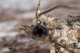 Attēlu rezultāti vaicājumam “Eupoecilia angustana”