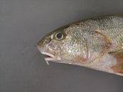 Image result for Menticirrhus americanus