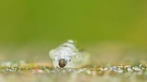 Attēlu rezultāti vaicājumam “Phronia sp.”